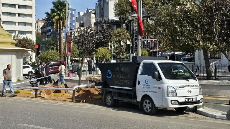 Bandırma'da Tarihi Kavak Ağacı Kesildi
