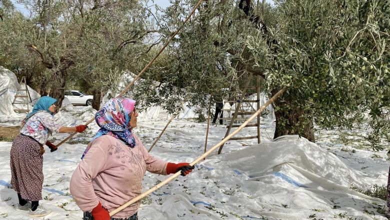 Kazdağları'nda Zeytinleri Sopalarla Döktüler