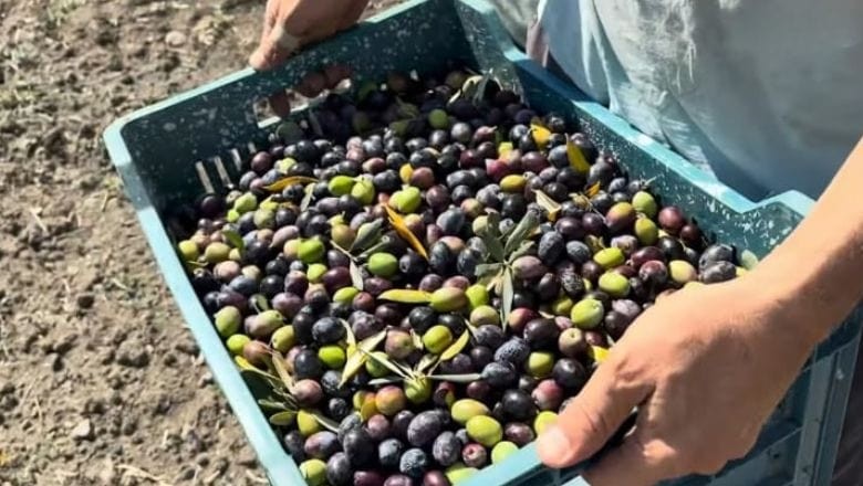 Zeytinde Fiyat Düşüşü! Üreticileri Yağa Yöneliyor