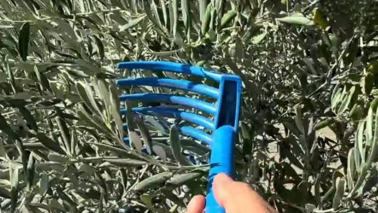 Zeytinde Fiyat Düşüşü! Üreticileri Yağa Yöneliyor