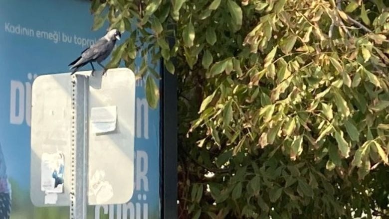 Dikkat! Kargalar Balıkesir'i İzliyor