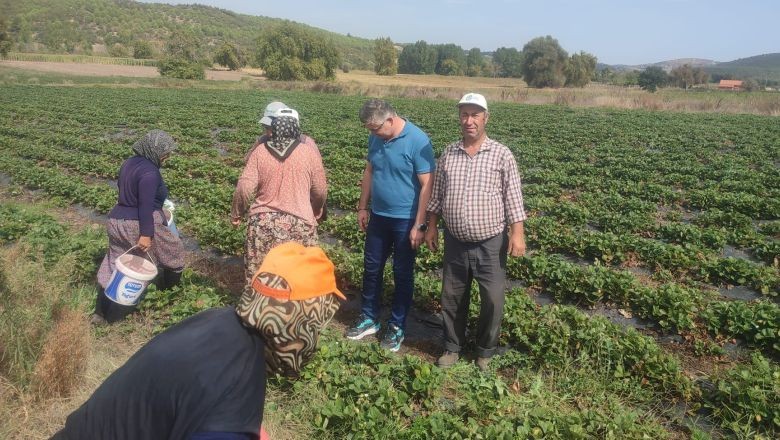 Balıkesir'de Çilek Üreticilerine Destek Artıyor