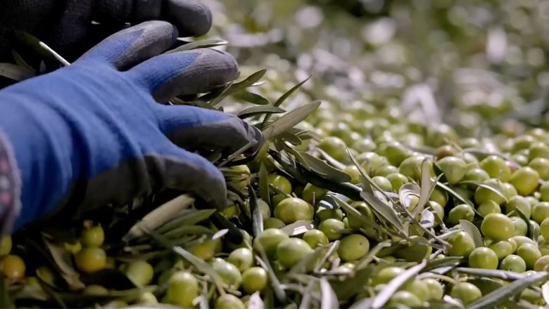 Ayvalık'ta Zeytin'de Erken Hasat Başladı Ayvalık'ta Zeytin'de Erken Hasat Başladı