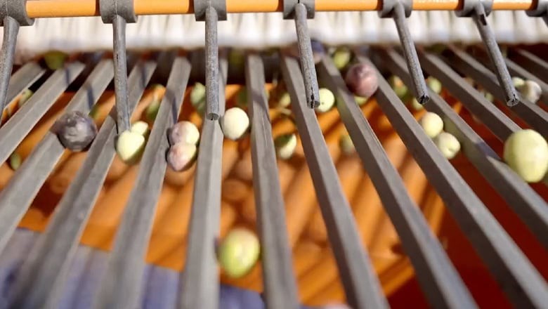 Ayvalık'ta Zeytin'de Erken Hasat Başladı Ayvalık'ta Zeytin'de Erken Hasat Başladı