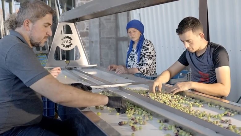 Ayvalık'ta Zeytin'de Erken Hasat Başladı Ayvalık'ta Zeytin'de Erken Hasat Başladı