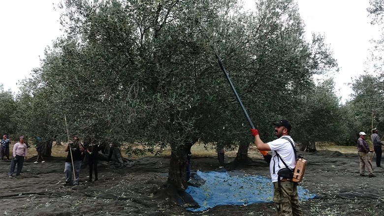 Balıkesir’de Zeytin Hasadında Güvenlik Tedbirleri Artırıldı Balıkesir’de Zeytin Hasadında Güvenlik Tedbirleri Artırıldı