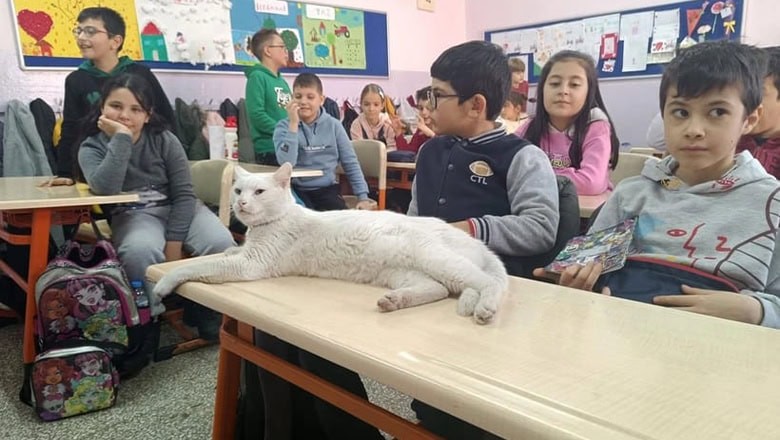 Balıkesir’in Okullu Kedisi Pamuk Sınıfların Vazgeçilmezi Balıkesir’in Okullu Kedisi Pamuk Sınıfların Vazgeçilmezi