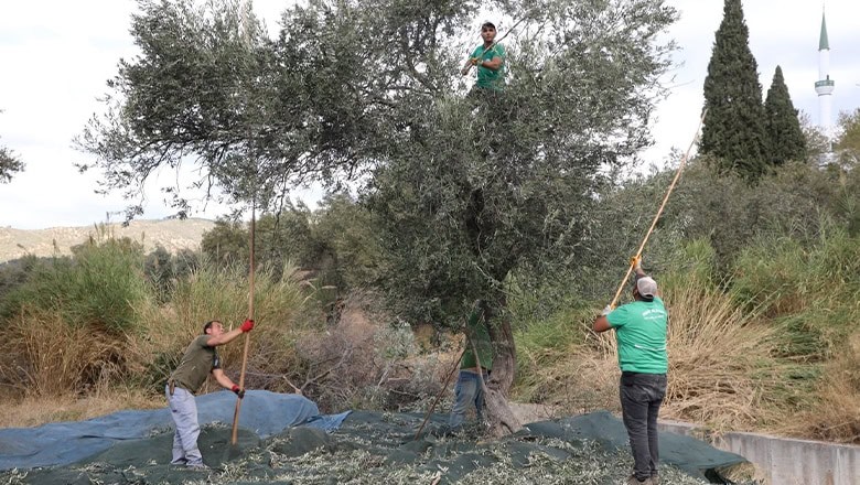 Edremit Belediyesi Zeytin Hasadına Başladı Edremit Belediyesi Zeytin Hasadına Başladı
