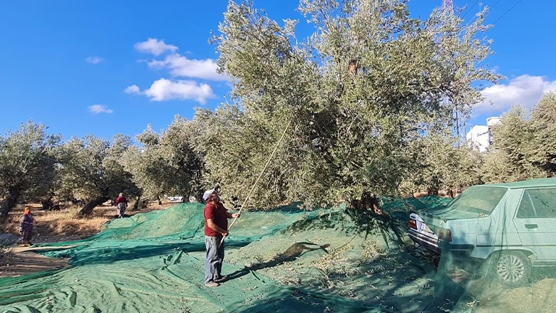 Zeytin Üreticileri Destek Bekliyor