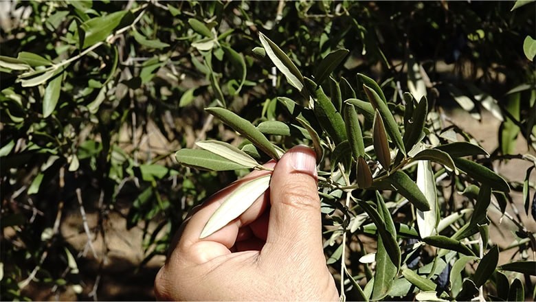 Edremit'te Zeytin Üreticileri Zor Durumda Edremit'te Zeytin Üreticileri Zor Durumda