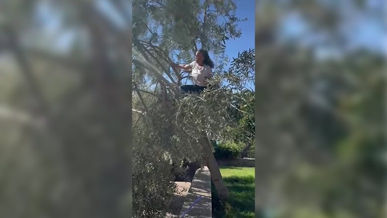 Hülya Avşar Ayvalık'ta Kendi Zeytinini Hasat Etti Hülya Avşar Ayvalık'ta Kendi Zeytinini Hasat Etti