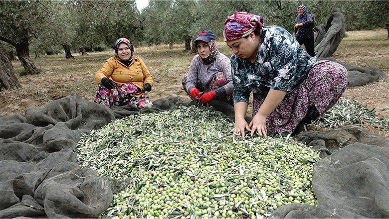 Balıkesir'de Kaliteli Zeytin, Kuraklık Tehdidi Altında Balıkesir'de Kaliteli Zeytin, Kuraklık Tehdidi Altında