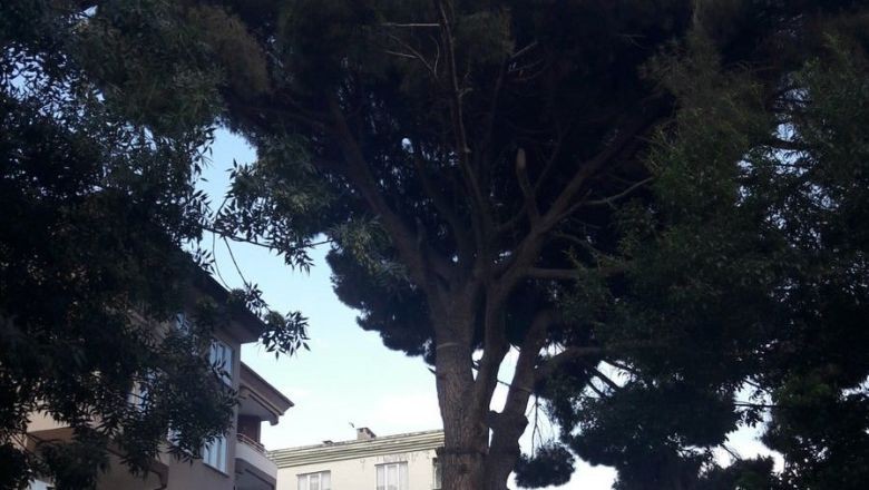 Erdek'te Bulunuyor 1860 Yılına Tanıklık Ediyor