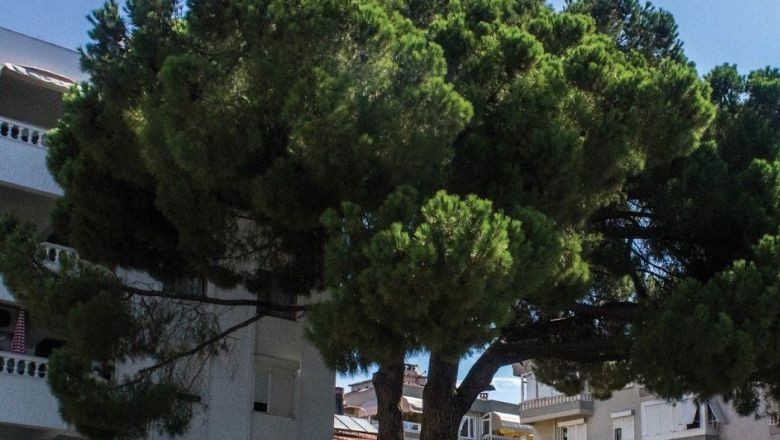 Erdek'te Bulunuyor 1860 Yılına Tanıklık Ediyor