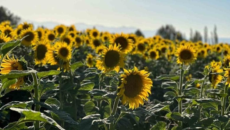 Balıkesir'de Ayçiçek Tarlaları Nerede?