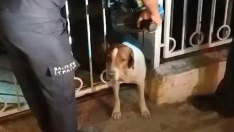 Bandırma'da Sıkışan Köpeğe Yardım Eli!