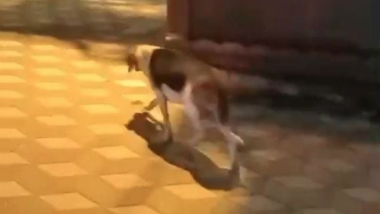 Bandırma'da Sıkışan Köpeğe Yardım Eli!