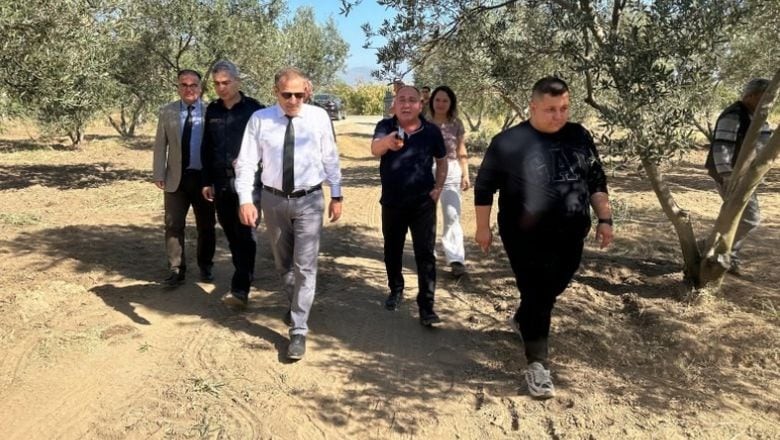 Burhaniye'de Zeytin Hasadı Sezonu