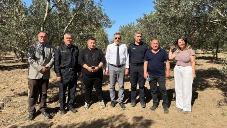 Burhaniye'de Zeytin Hasadı Sezonu
