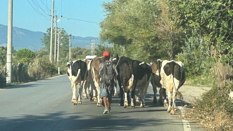 Balıkesir'de Hayvancılıkta 3 İlçe Önde