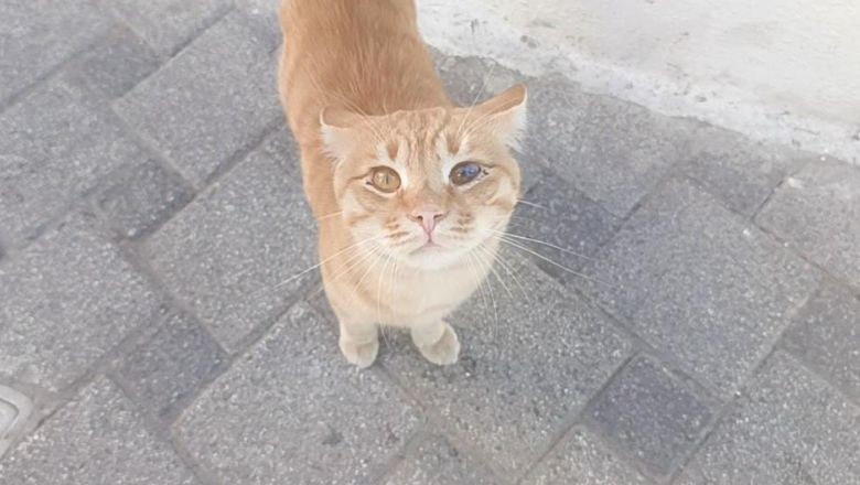 Balıkesir'de Mezarın Başındaki Gizemli Bekçi