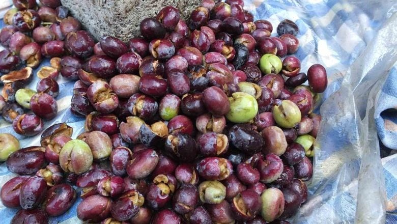 Balıkesirliler'den Kırma Zeytin İçin Altın Değerinde İpuçları!