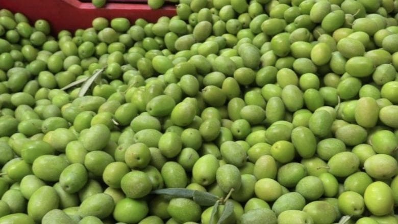 Kırma-Çizme Zeytin Tezgahlarda Kapış Kapış!