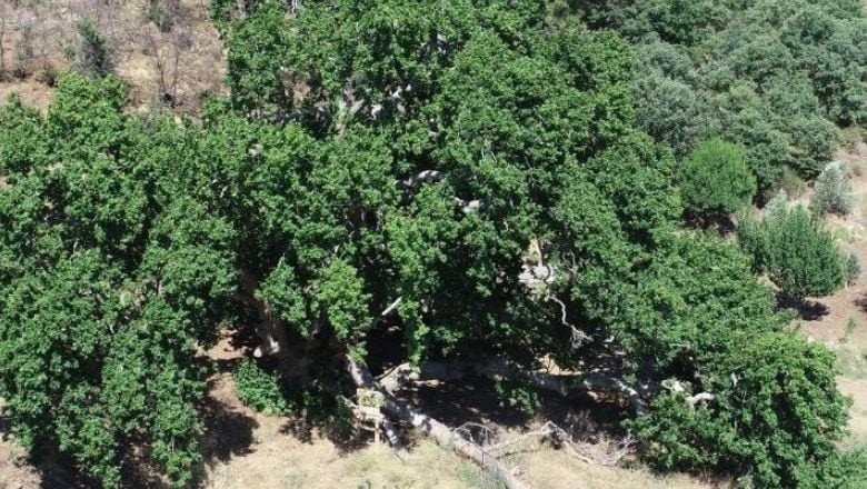 Gömeç'te Bulunuyor! Tarihi 800 Yıl Öncesine Uzanıyor