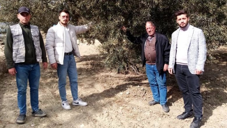 2 Bin Yıllık Zeytin Ağaçları Tehlikede!