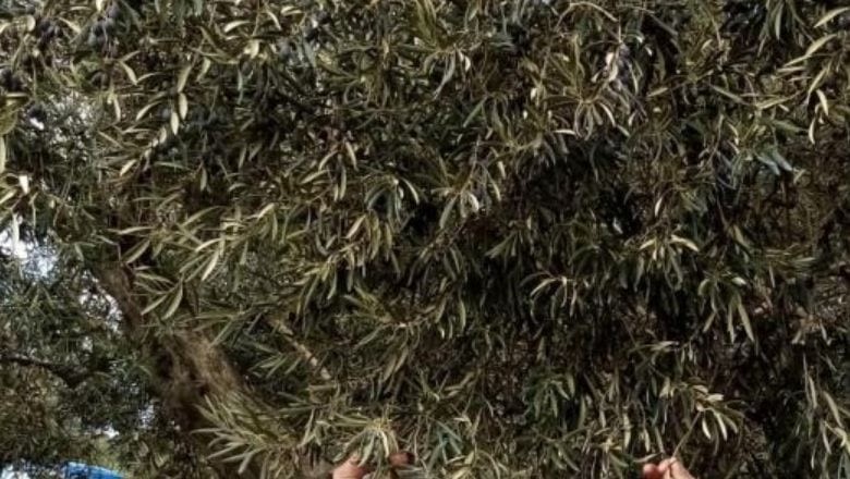2 Bin Yıllık Zeytin Ağaçları Tehlikede!