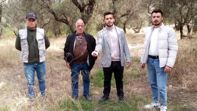 2 Bin Yıllık Zeytin Ağaçları Tehlikede!