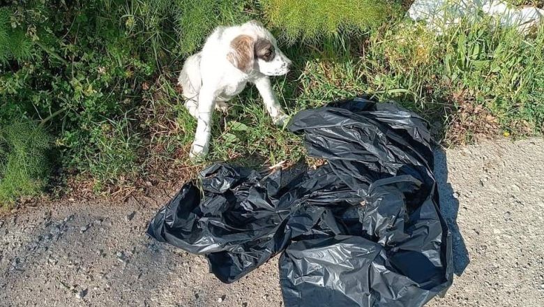 Balıkesir'de Ölüme Terk Edilen Köpek Kurtarıldı!