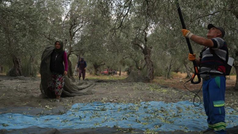 Zeytin Üreticileri Destek Bekliyor Zeytin Hakkında Bildiklerinizi Unutun! Aynı Ağaçtan Geliyor