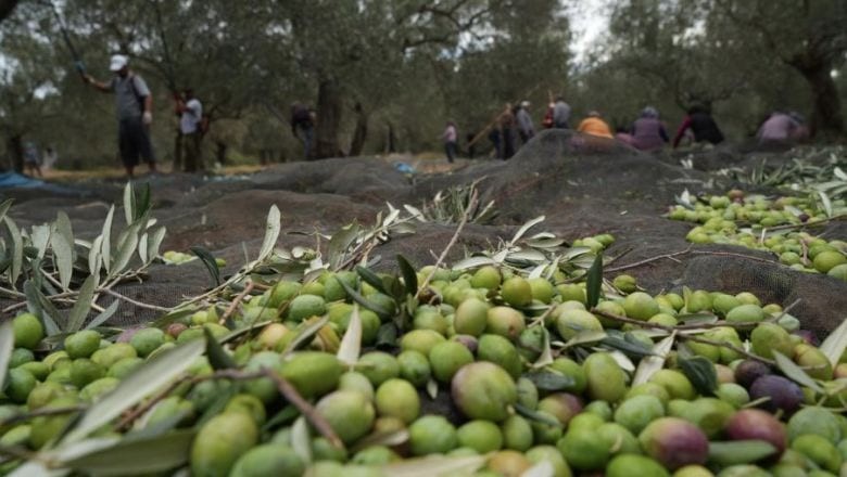 Zeytin Hakkında Bildiklerinizi Unutun! Aynı Ağaçtan Geliyor