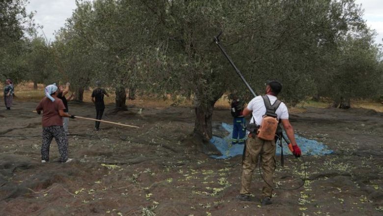 Zeytin Hakkında Bildiklerinizi Unutun! Aynı Ağaçtan Geliyor