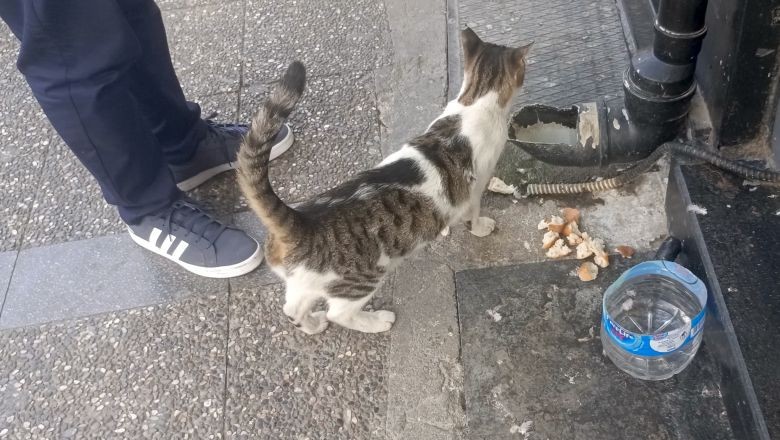 Balıkesir’de Su Borularından Mama Akıyor!