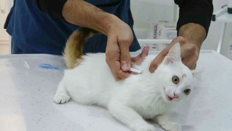 Evcil Hayvan Bakımı Nasıl Olmalı?