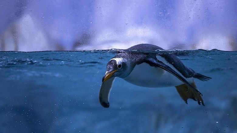 Penguenlerin Nesli Tükeniyor