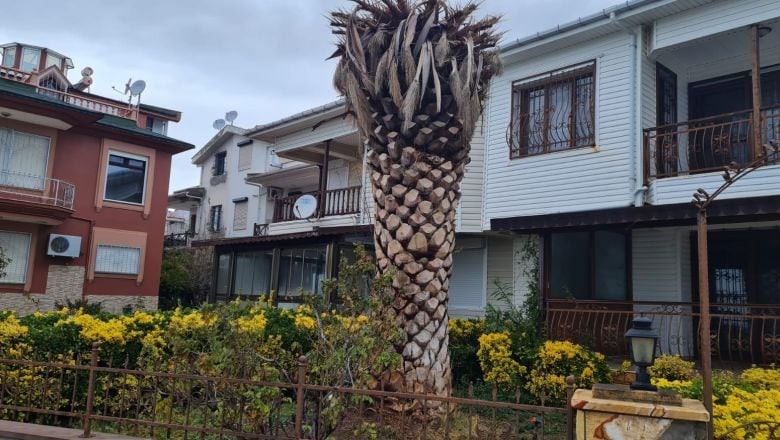 Edremit’te Palmiye Ağaçları Ölüyor