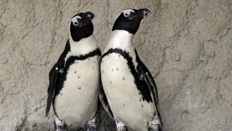 Dünyada Hiç Penguen Yok! Peki Bizim Gördüklerimiz Ne?