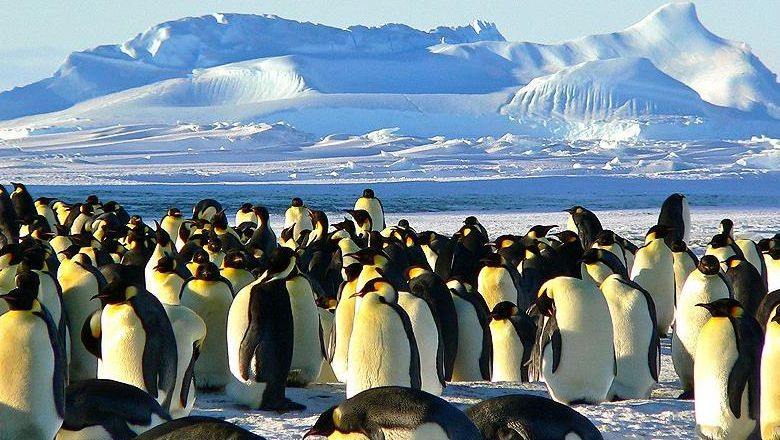 Penguenlerin Nesli Tükeniyor
