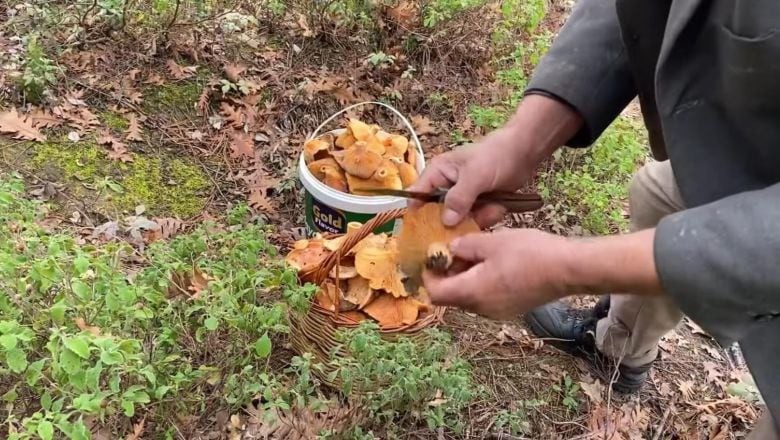 Yağmur Sonrası Balıkesir Ormanlarında Hazine Avı!