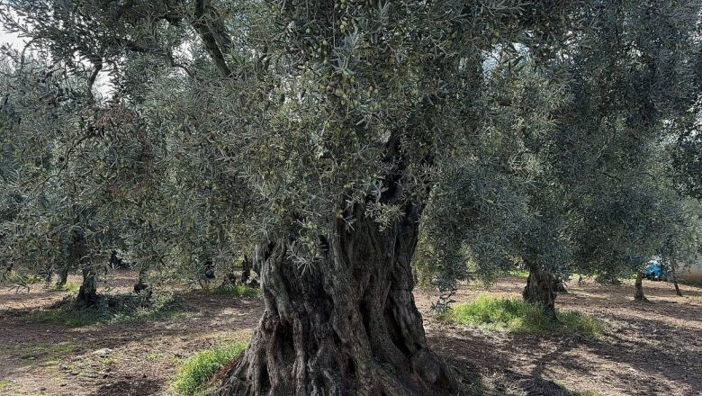 Zeytin Ağaçları Bu Yıl Strese Girdi