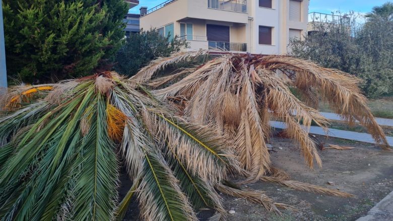 Edremit’te Palmiye Ağaçları Ölüyor