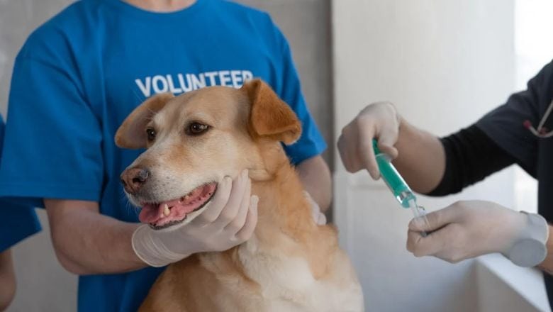 Balıkesirli Veterinerler Şiddete Uğradı!