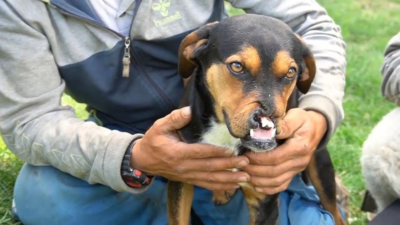 Balıkesirde Domuz Köpeği Parçaladı Balıkesirde Domuz Köpeği Parçaladı