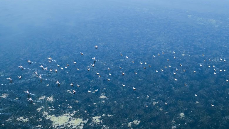 Flamingolar, Ayvalık'a Veda Etti Flamingolar, Ayvalık'a Veda Etti