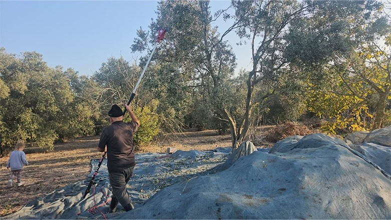 Güney Marmara'da Zeytin Hasadı Devam Ediyor Güney Marmara'da Zeytin Hasadı Devam Ediyor