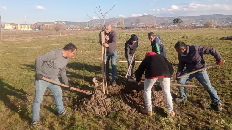 Bigadiç'te 300 Londra Çınarı Dikildi