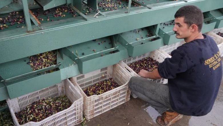 Edremit’in Zeytinleri Değerini Elekten Alıyor